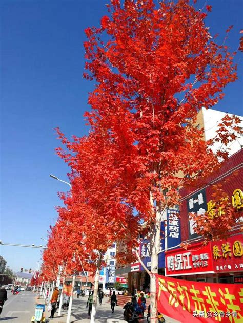 庭院 樹|【庭院種什麼樹好】極好的庭院樹種推薦，打造美觀大氣的庭院空。